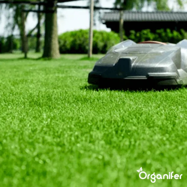 Organifer Scarifying Mix - Grass Seed - Fertiliser - Soil Conditioner (10 kg - for 300 m2) 8719958993662 6