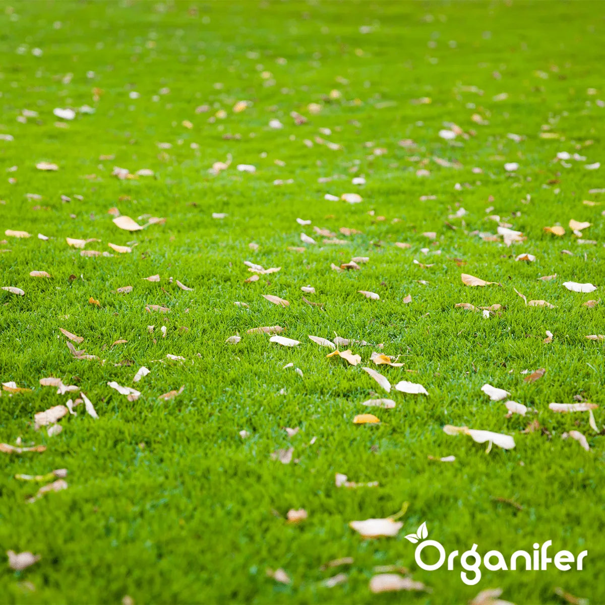 Organifer Scarifying Mix - Grass Seed - Fertiliser - Soil Conditioner (10 kg - for 300 m2) 8719958993662 9