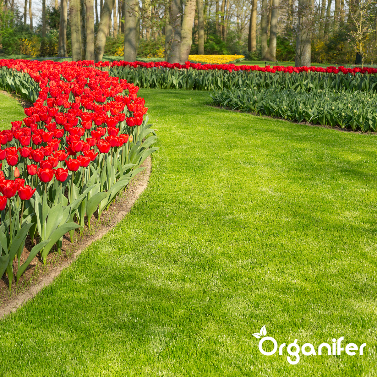 Organifer Scarifying Mix - Grass Seed - Fertiliser - Soil Conditioner (15 kg - for 450 m2) 8719958993655 11
