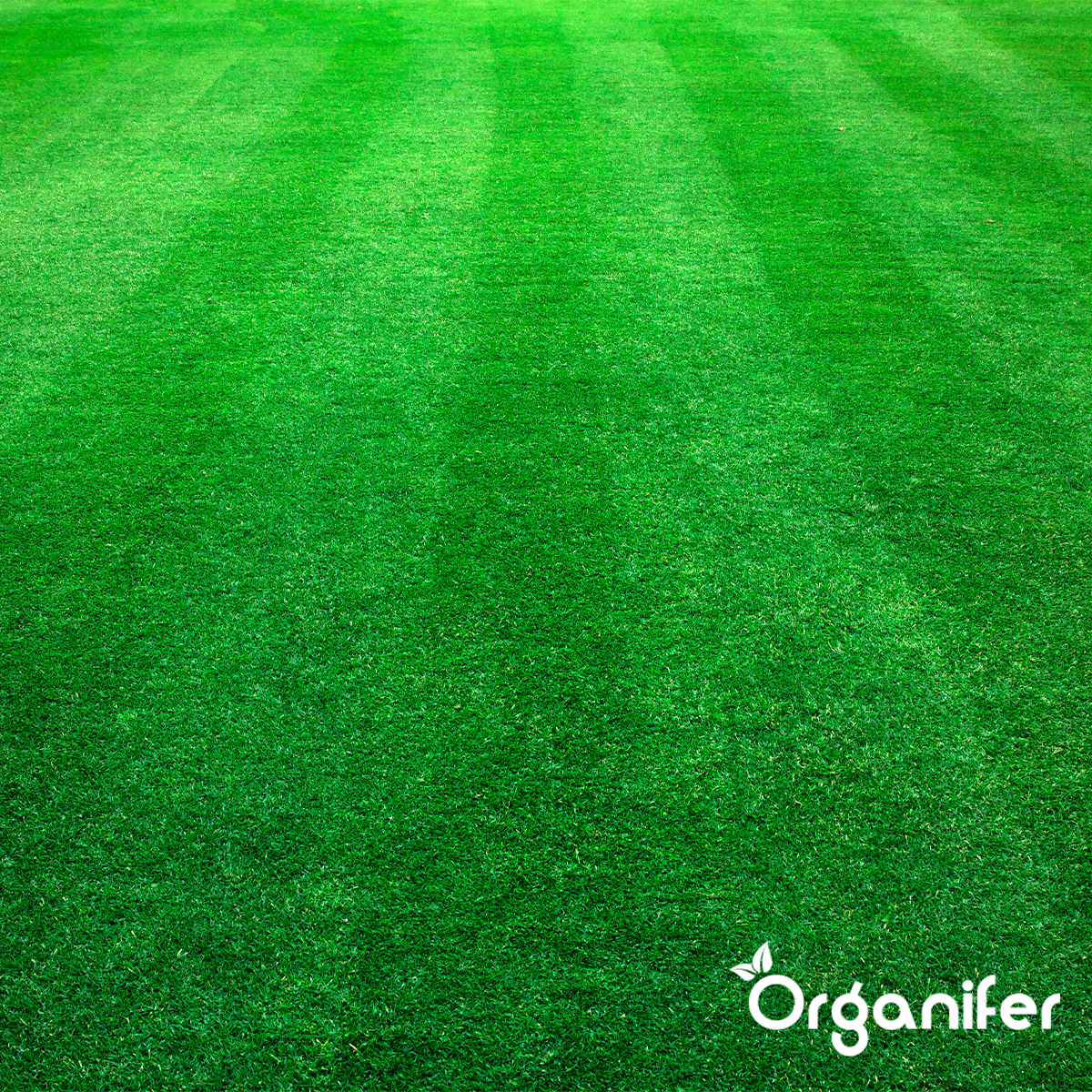 Organifer Scarifying Mix - Grass Seed - Fertiliser - Soil Conditioner (15 kg - for 450 m2) 8719958993655 12