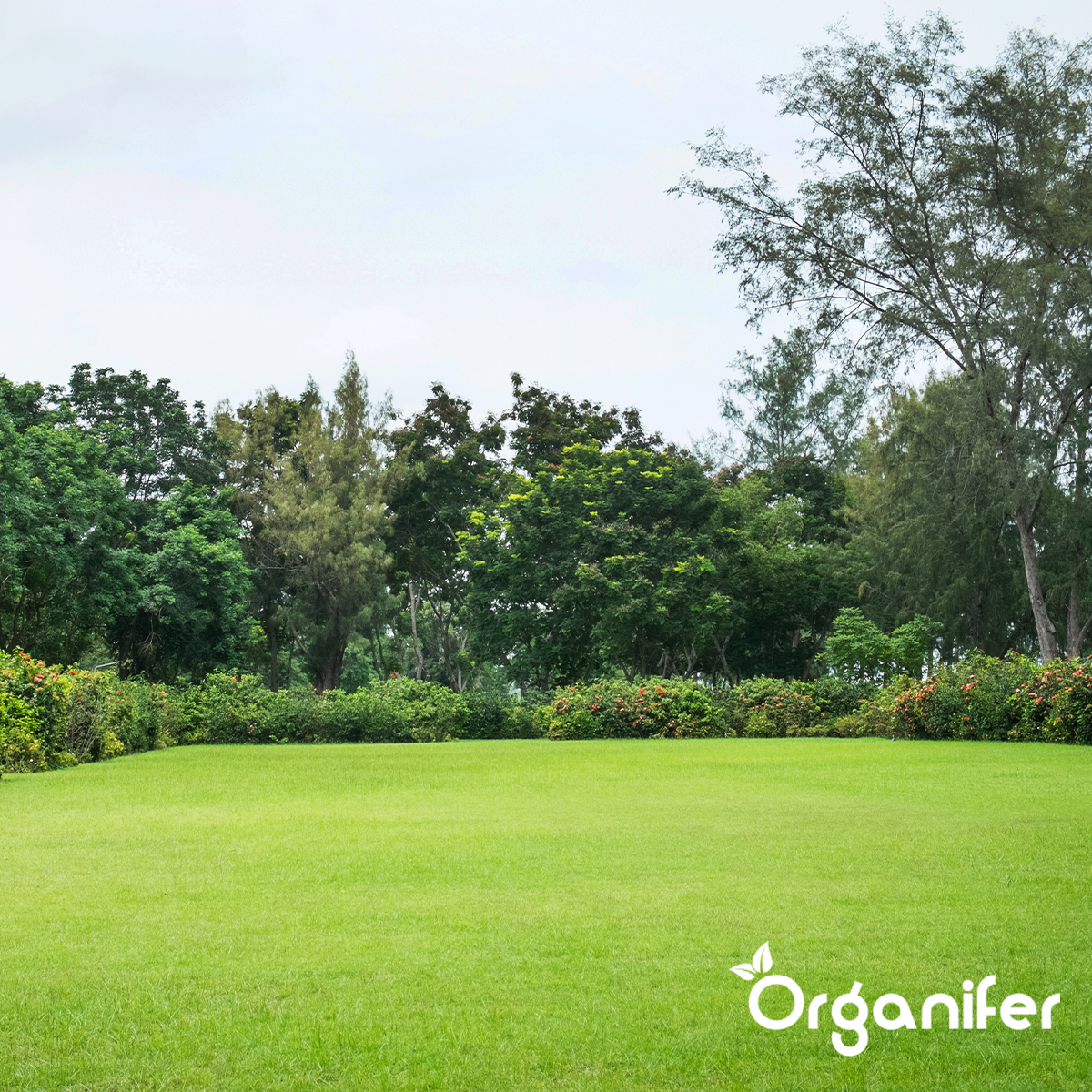 Organifer Scarifying Mix - Grass Seed - Fertiliser - Soil Conditioner (15 kg - for 450 m2) 8719958993655 7