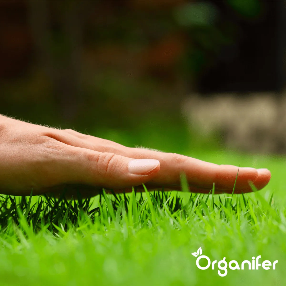 Organifer Scarifying Mix - Grass Seed - Fertiliser - Soil Conditioner (5 kg - for 150 m2) 8719958993723 10