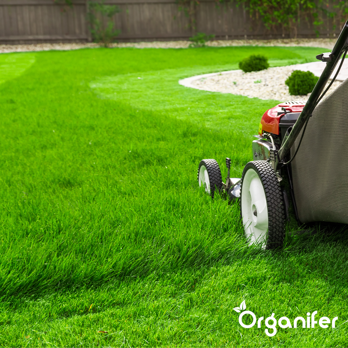Organifer Scarifying Mix - Grass Seed - Fertiliser - Soil Conditioner (5 kg - for 150 m2) 8719958993723 13