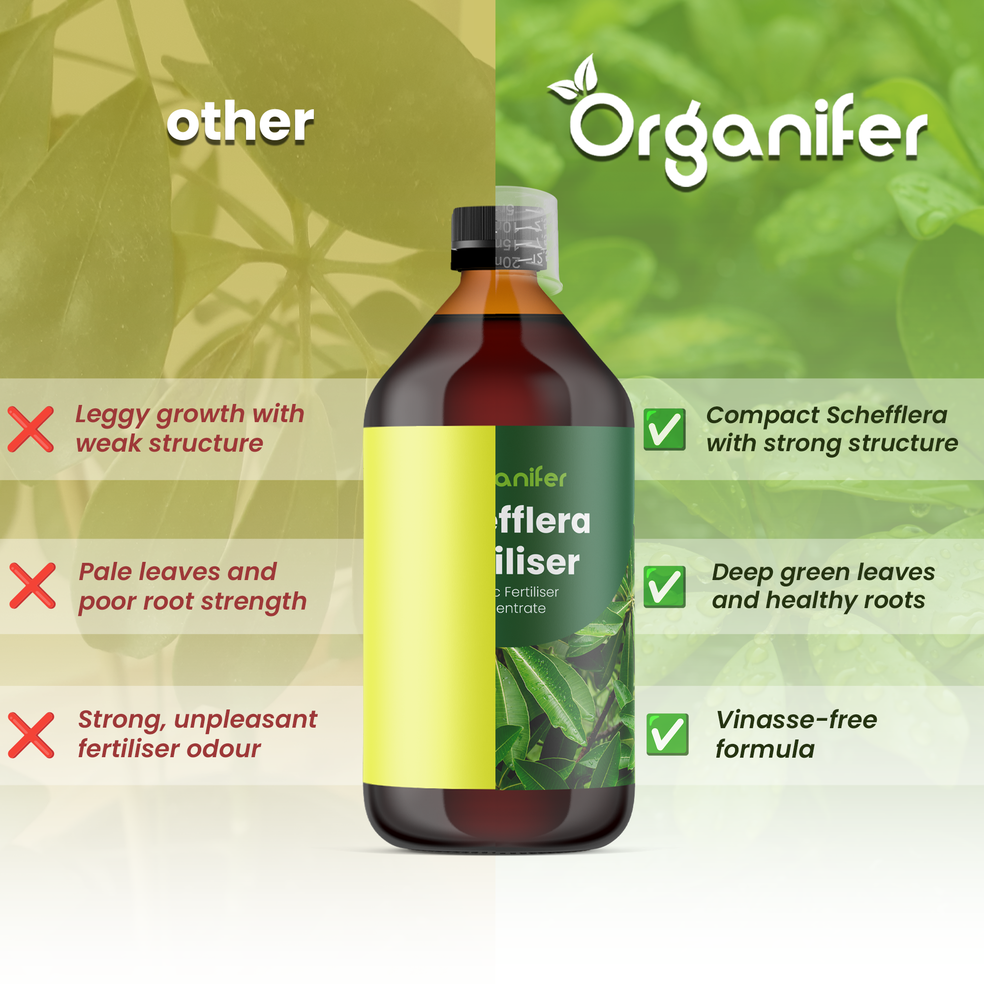 schefflera_comparison_english