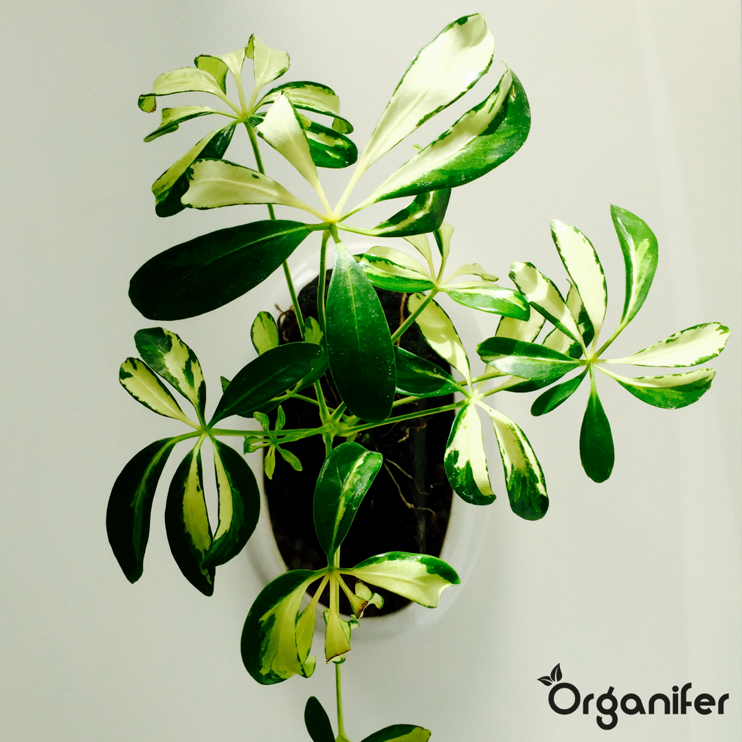 organifer-schefflera-liquid-fertiliser