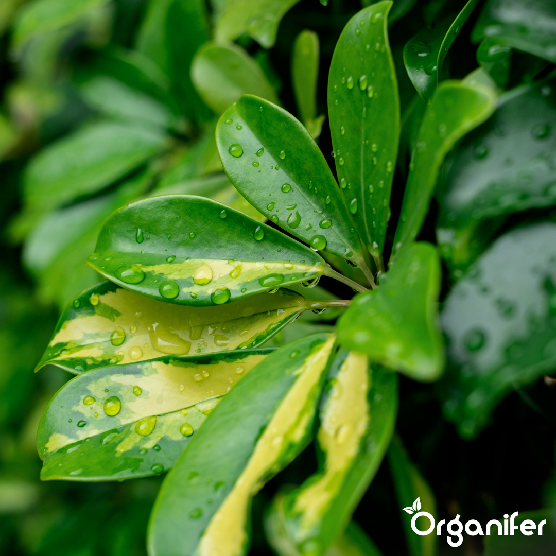 organifer-schefflera-liquid-fertiliser-2l_5