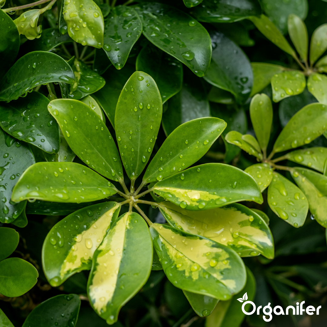 organifer-schefflera-liquid-fertiliser