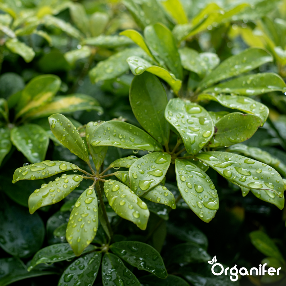 organifer-schefflera-liquid-fertiliser