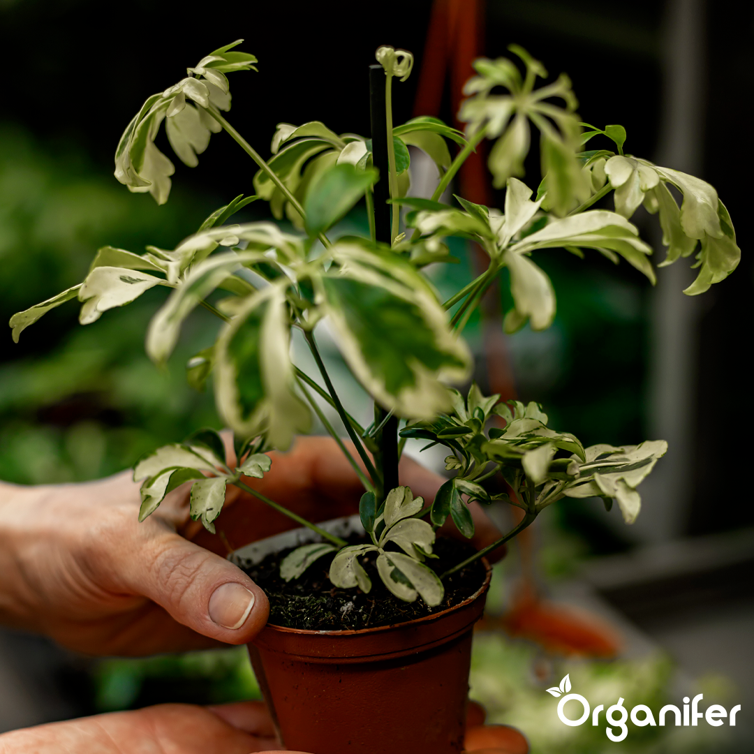 organifer-schefflera-liquid-fertiliser