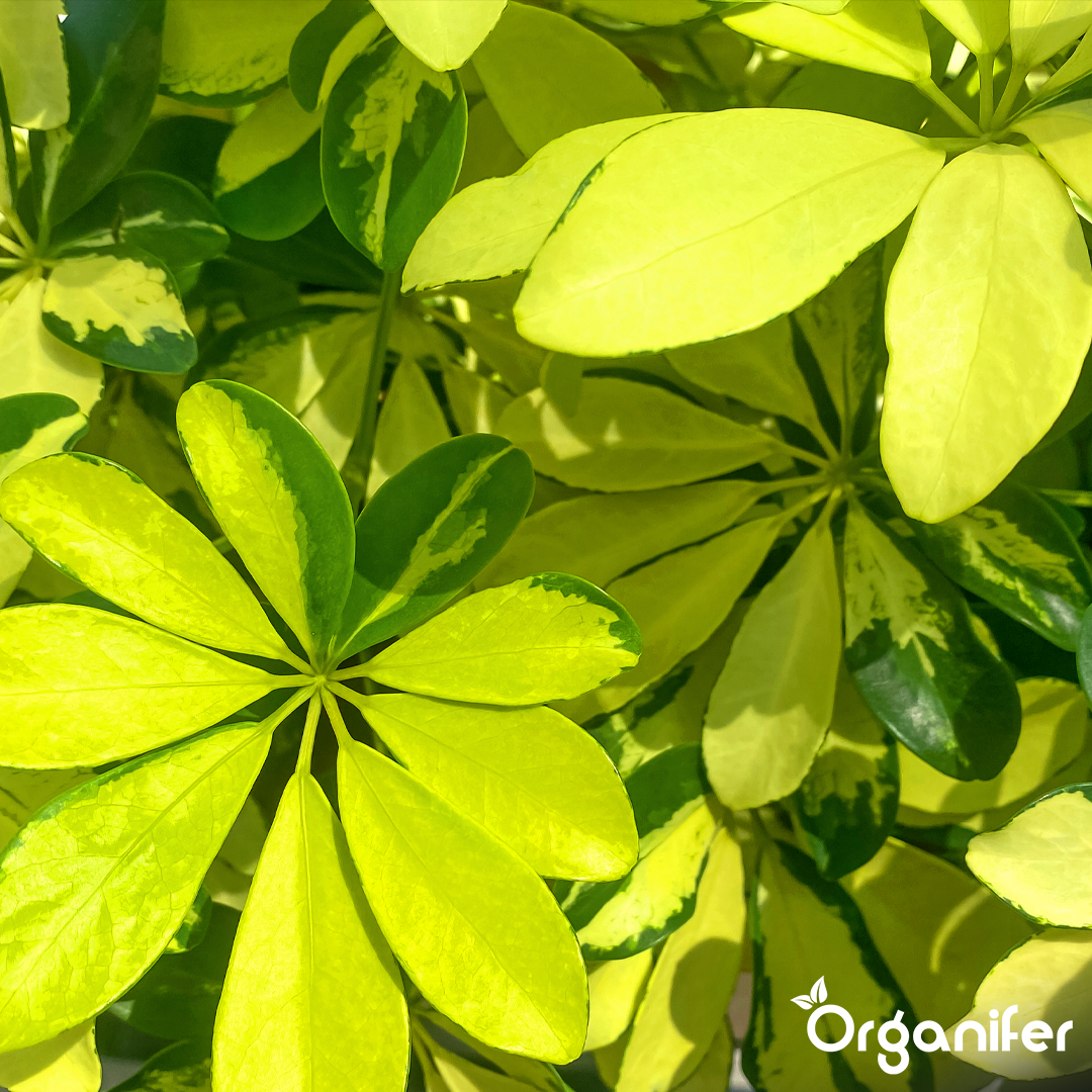 organifer-schefflera-liquid-fertiliser