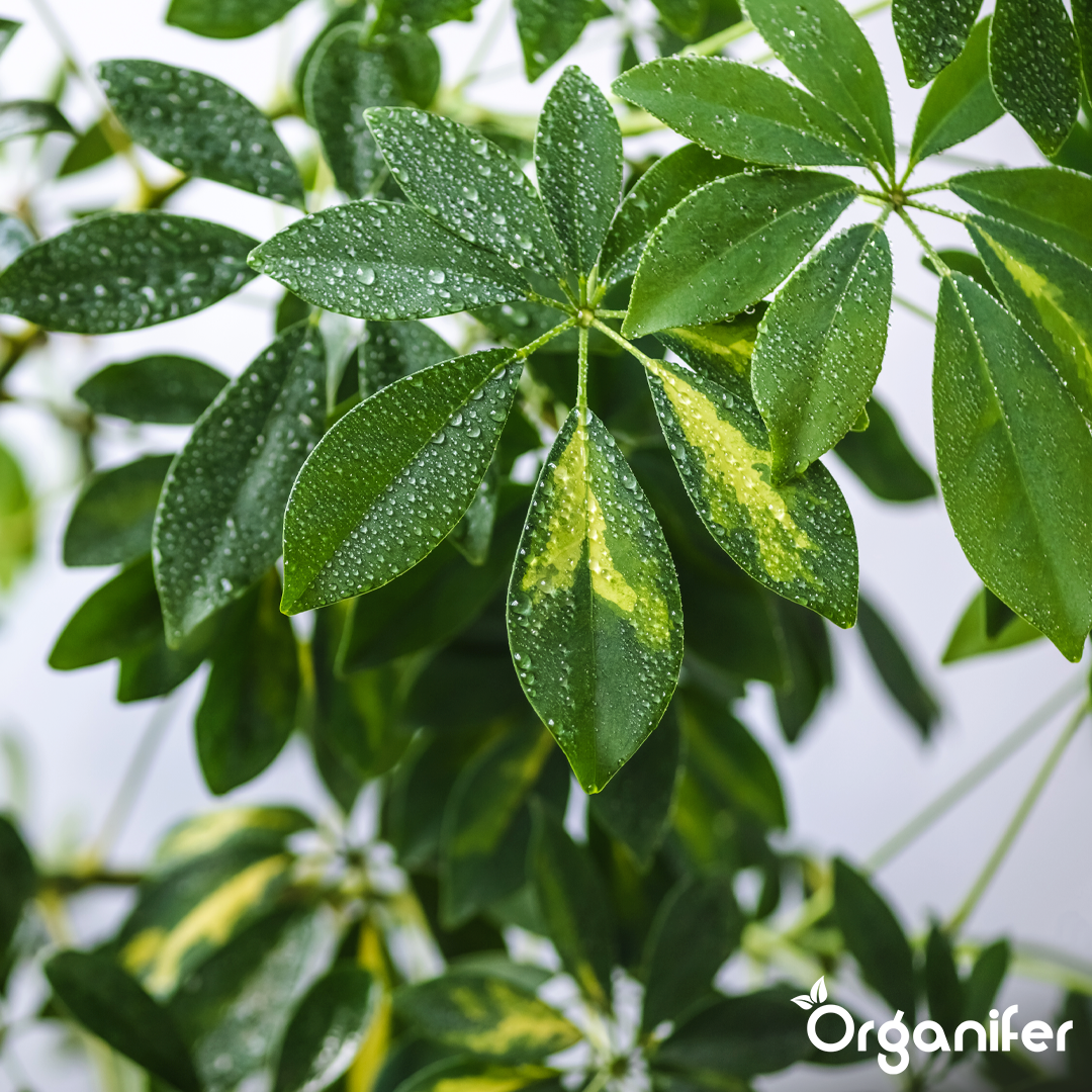 organifer-schefflera-liquid-fertiliser