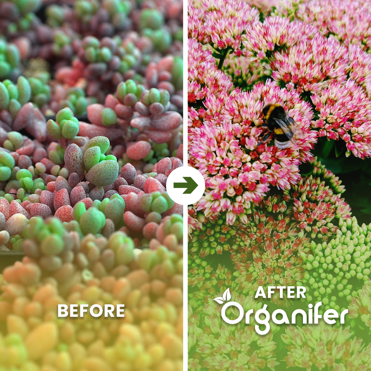 Sedum Roofs and Green Roofs Fertilizer Before and After on English