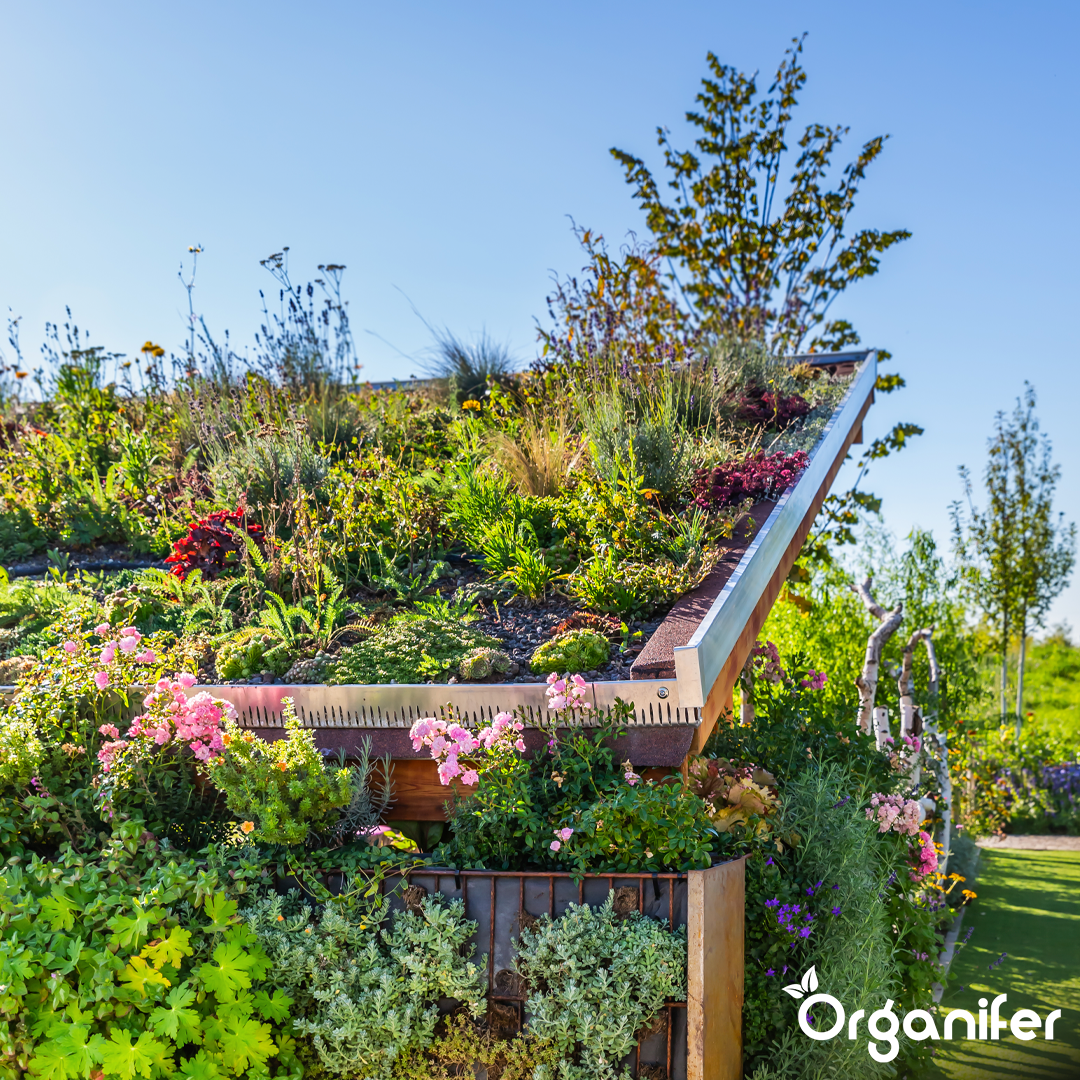 Sedum Roofs and Green Roofs Fertilizer 5