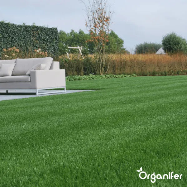 organifer_shadow_awn_grass_seed-_elegant_1