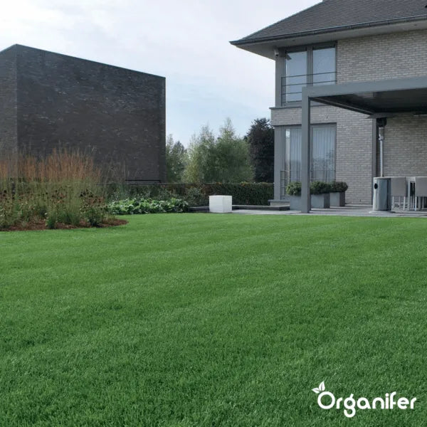 Organifer Shadow Lawn Grass Seed - Elegant (5 kg for 250 m2) 8719958993914 5