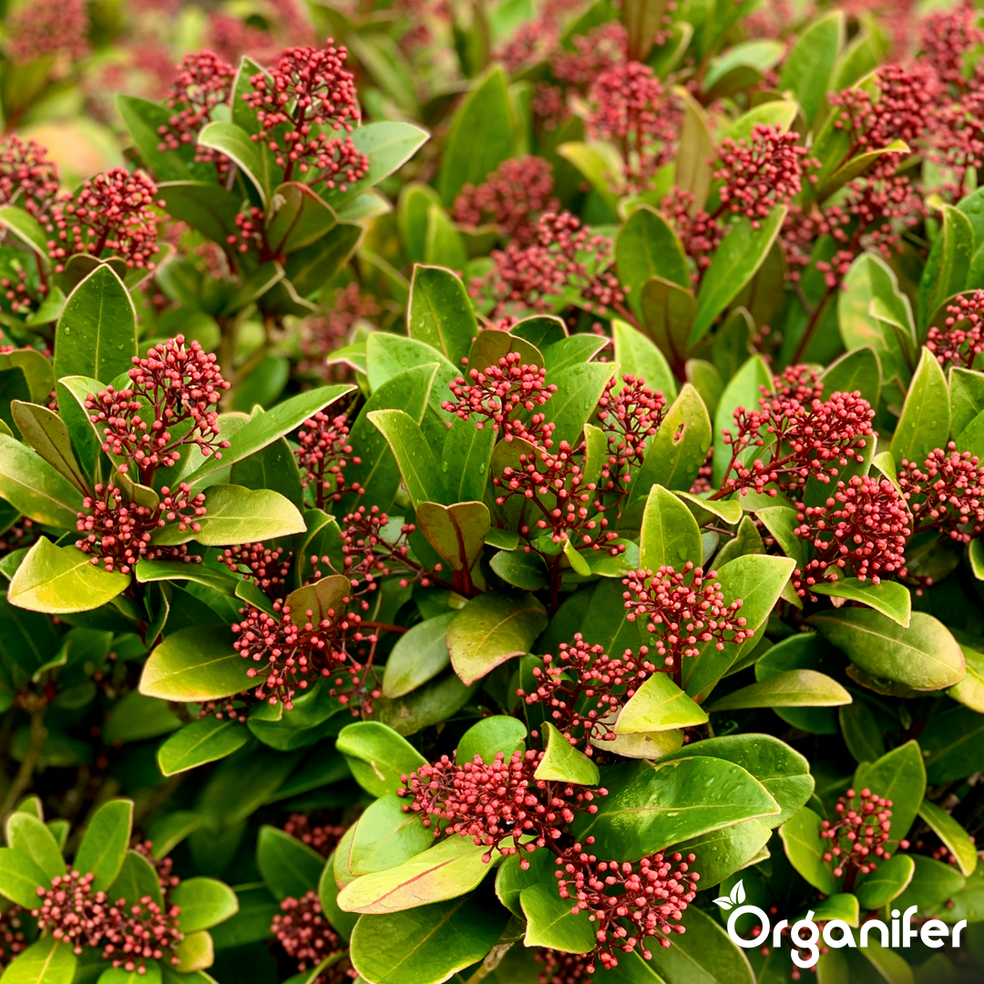 organifer-skimmia-lquid-fertiliser