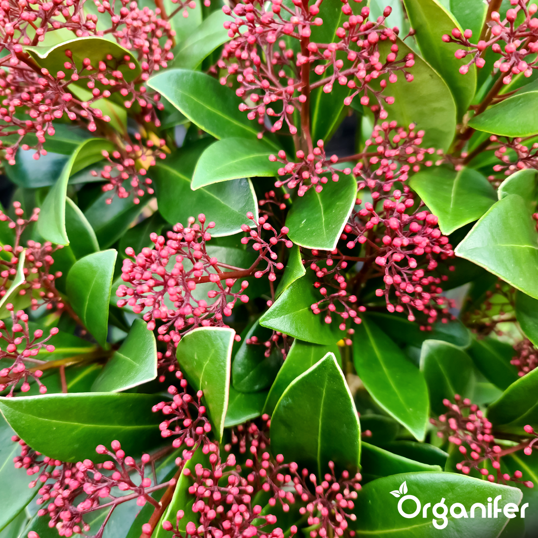 organifer-skimmia-lquid-fertiliser-1l-2