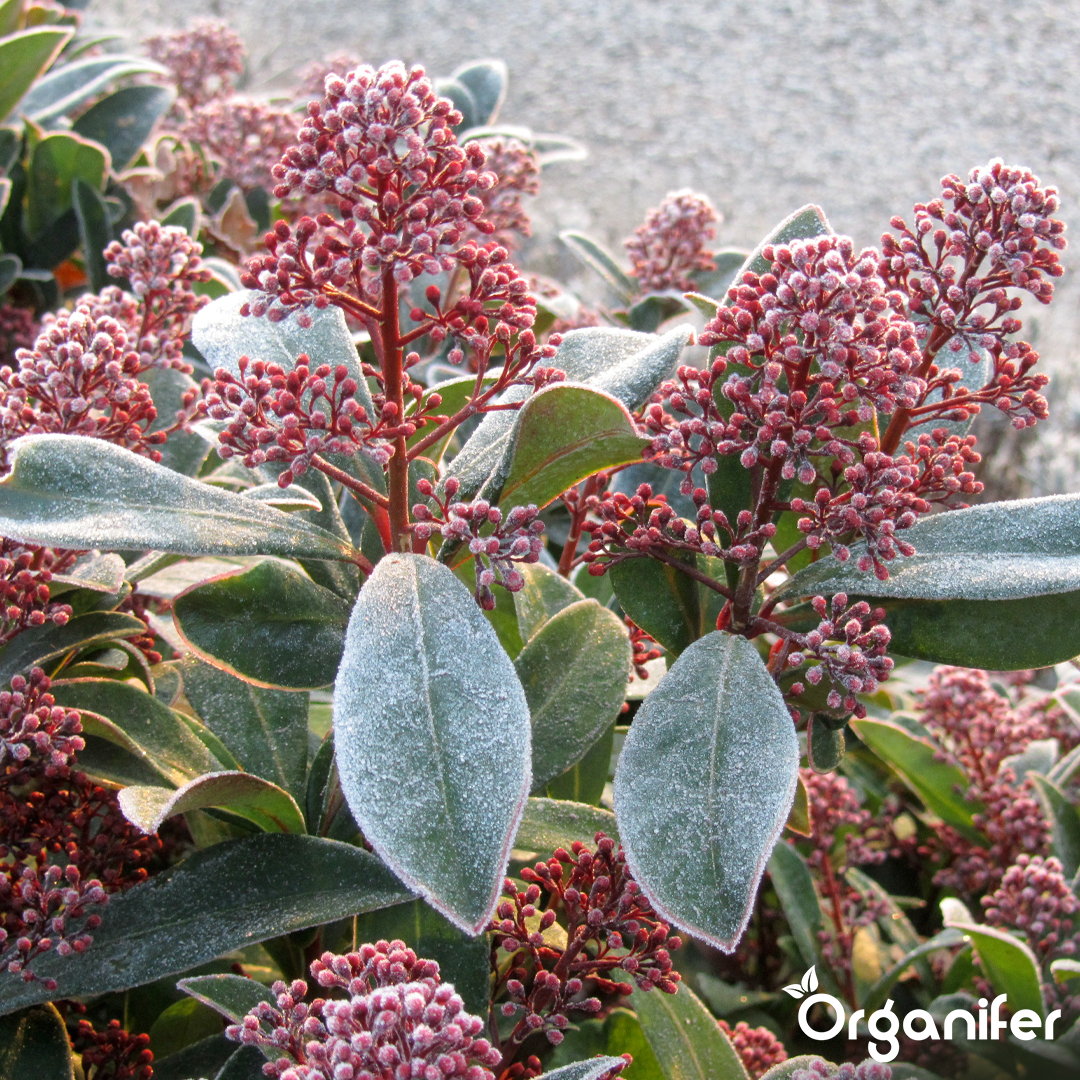 organifer-skimmia-lquid-fertiliser-1
