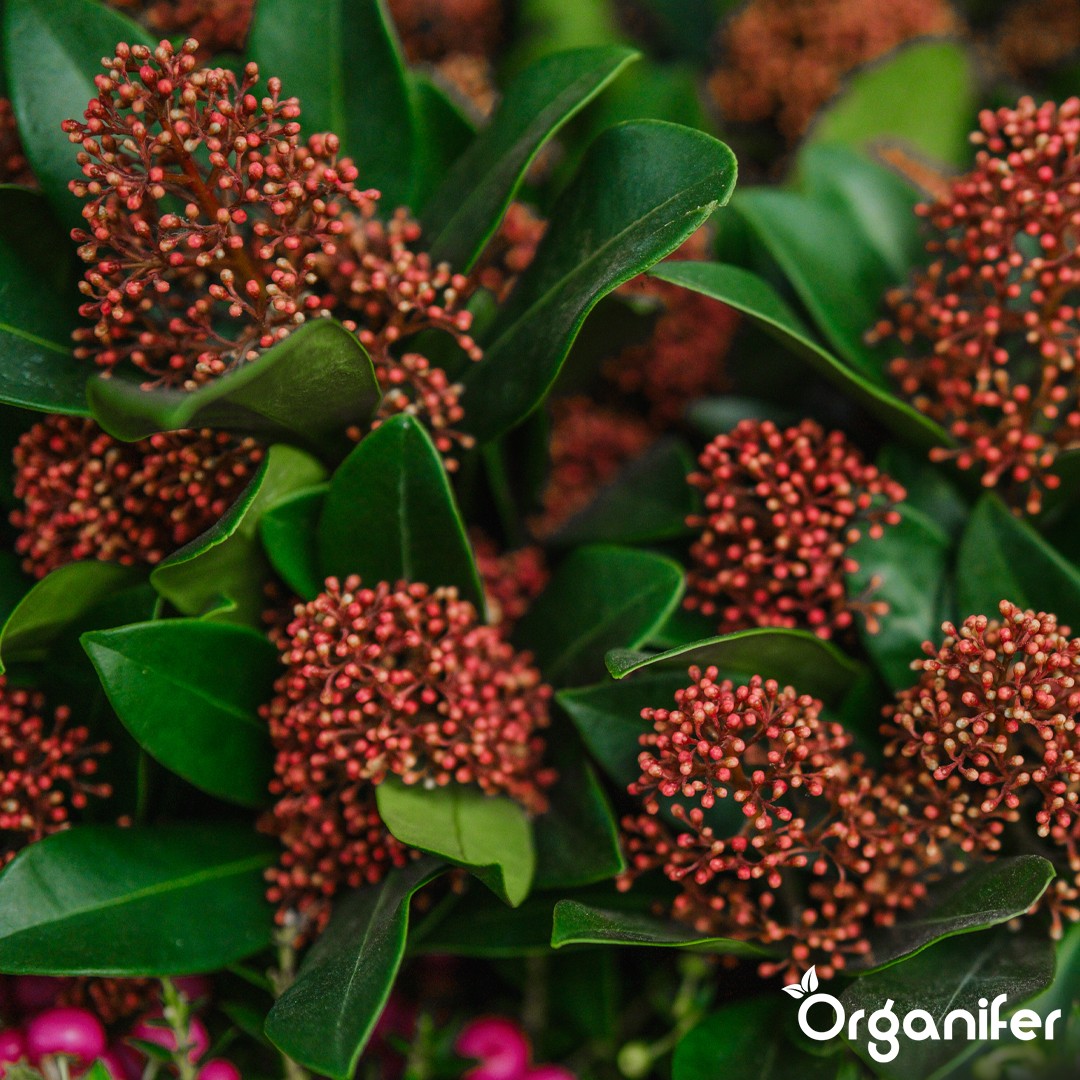 organifer-skimmia-lquid-fertiliser