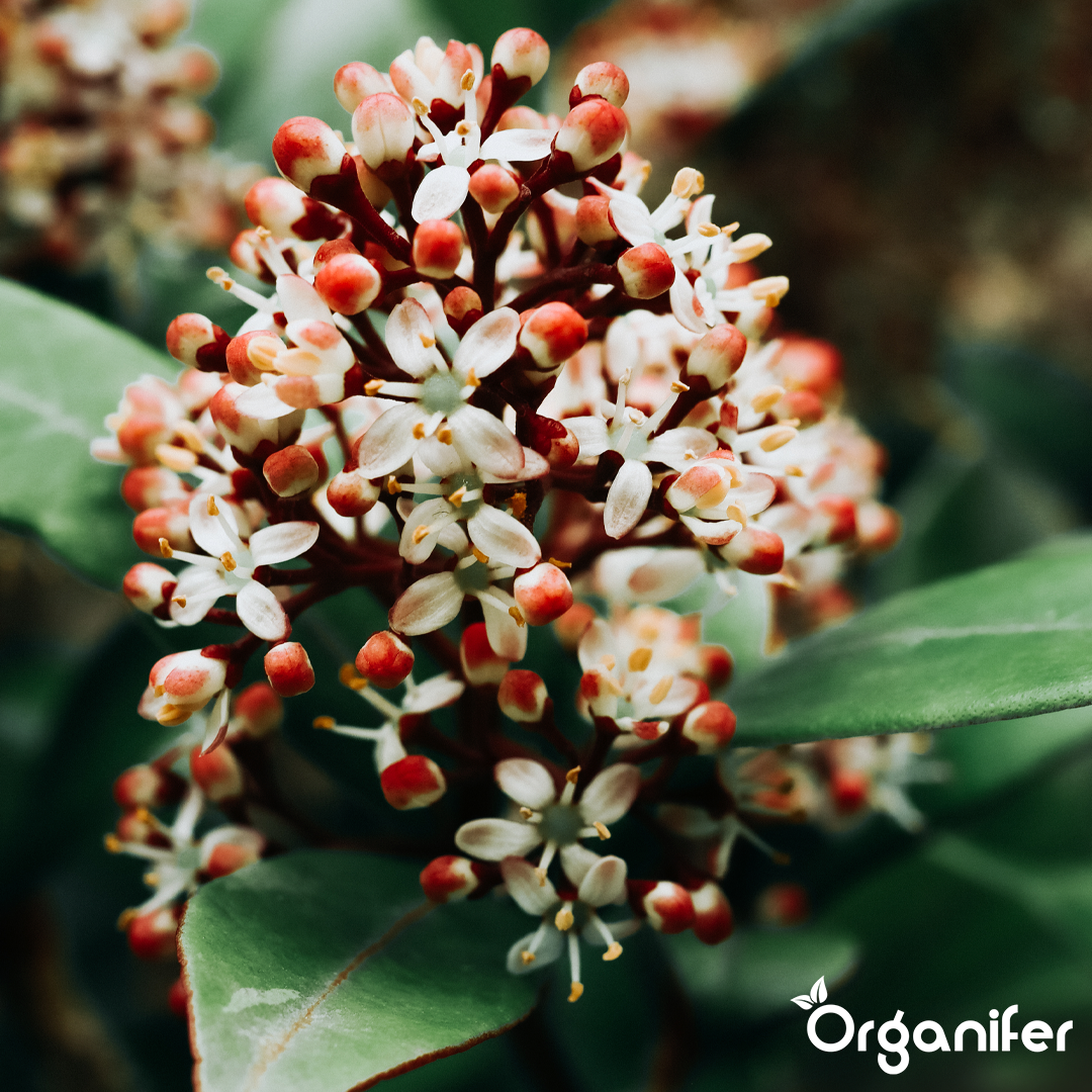 organifer-skimmia-lquid-fertiliser