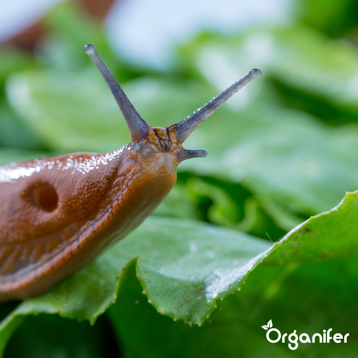 Organifer Snail Prevention 5 l - Concentrate for 5000 m2 8719958994515 8
