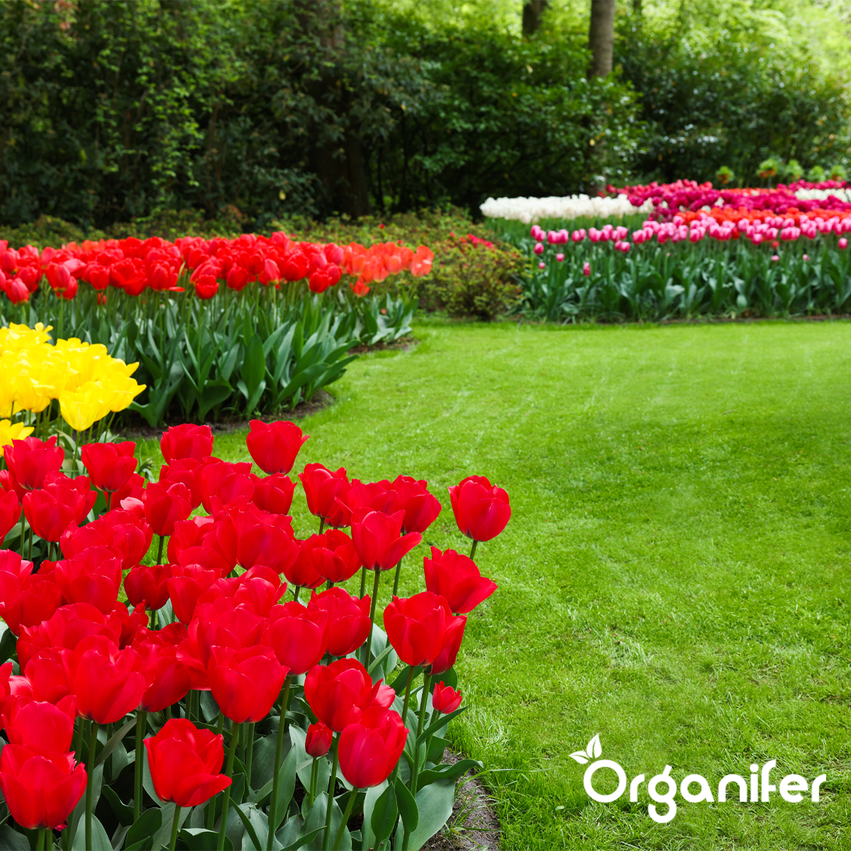 Organifer Soil Improver - Activator Mix (50 liters - for 50 m2) 8719958990760 10