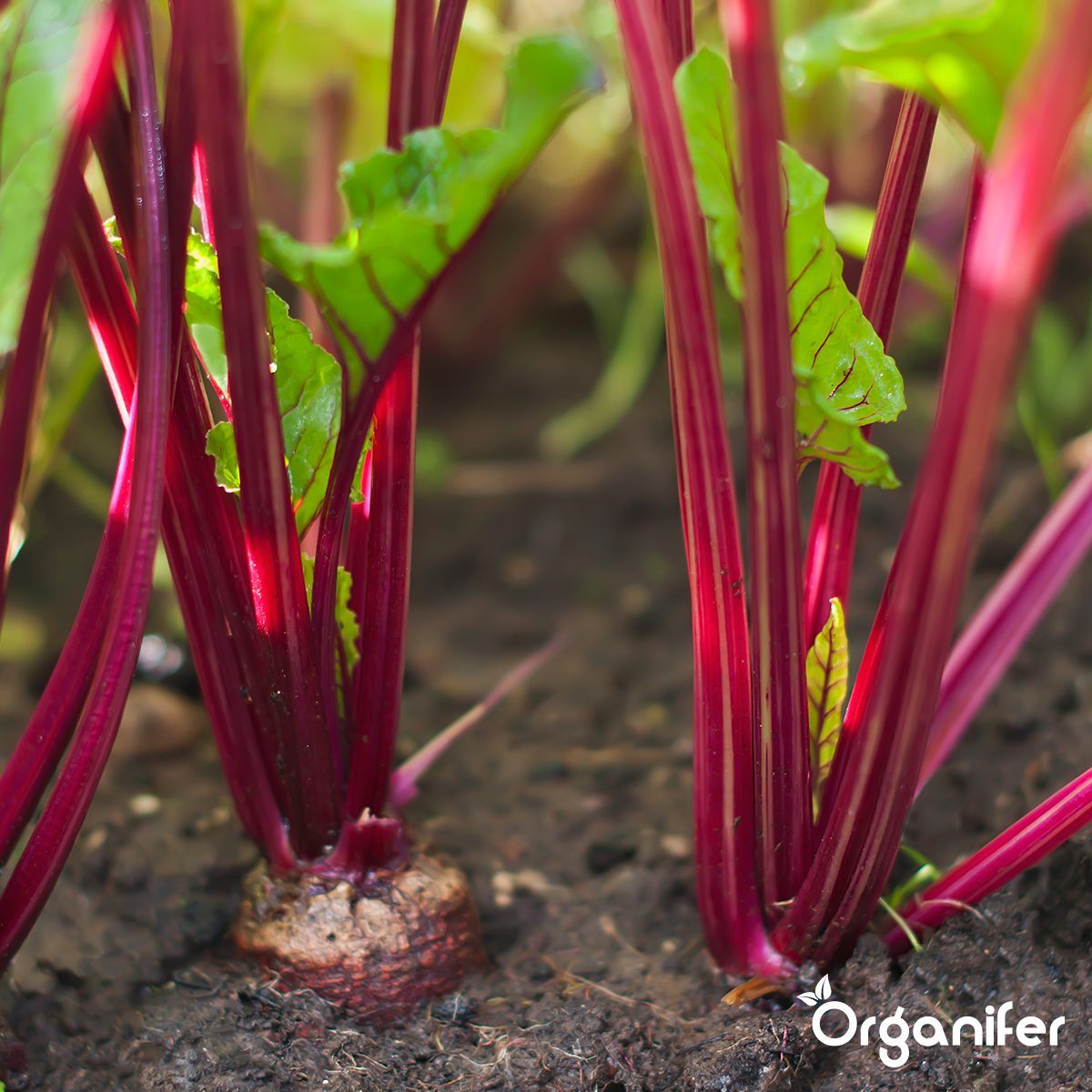 Protects Roots from Nematodes