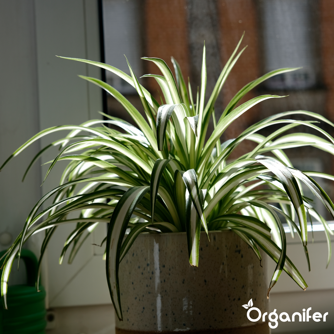 organifer-spider-plant-liquid-fertiliser