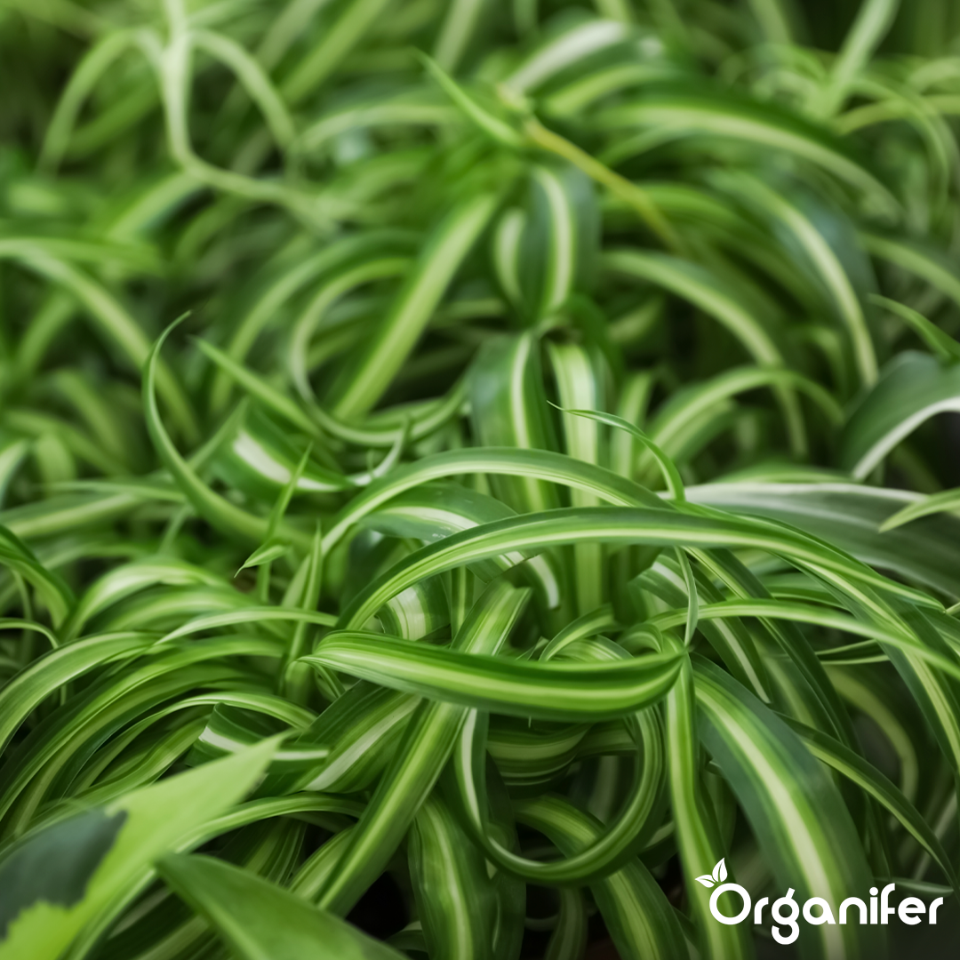 organifer-spider-plant-liquid-fertiliser