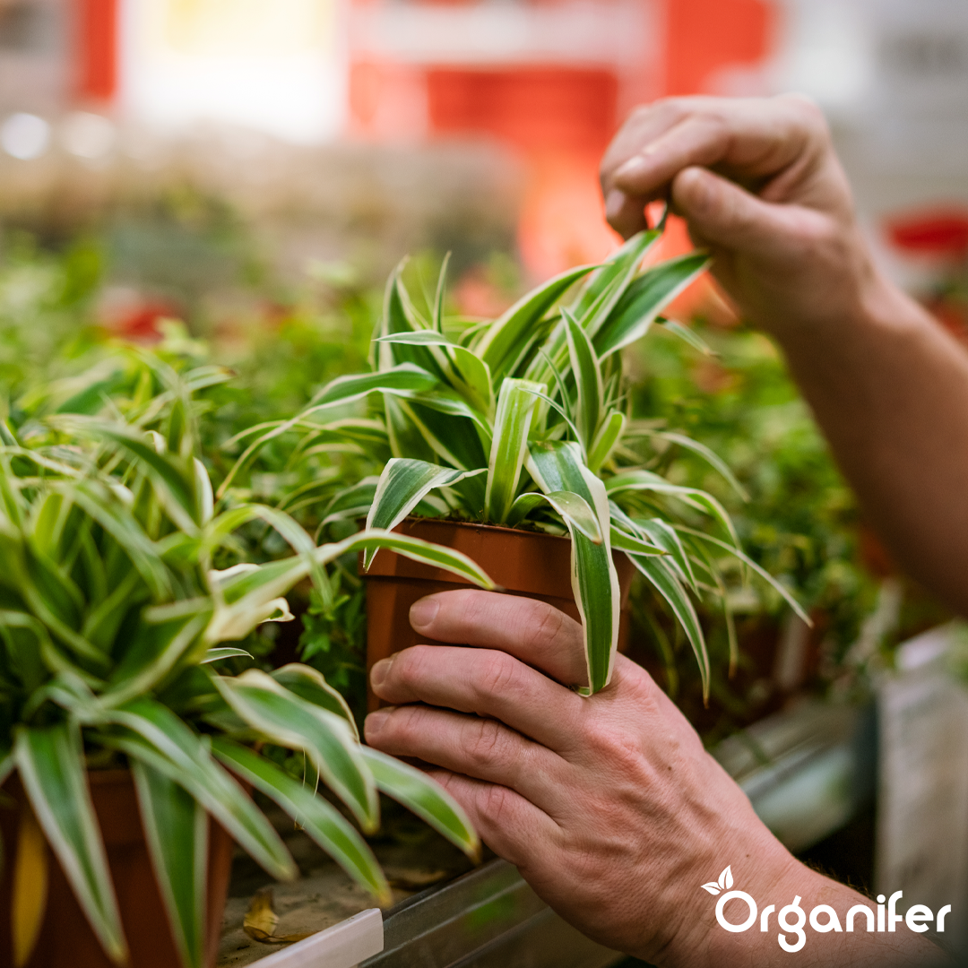 organifer-spider-plant-liquid-fertiliser_3