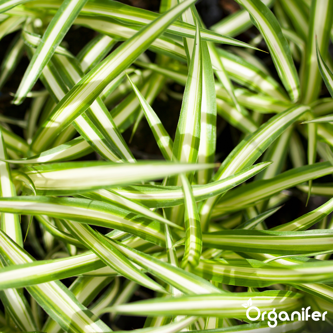 organifer-spider-plant-liquid-fertiliser_3
