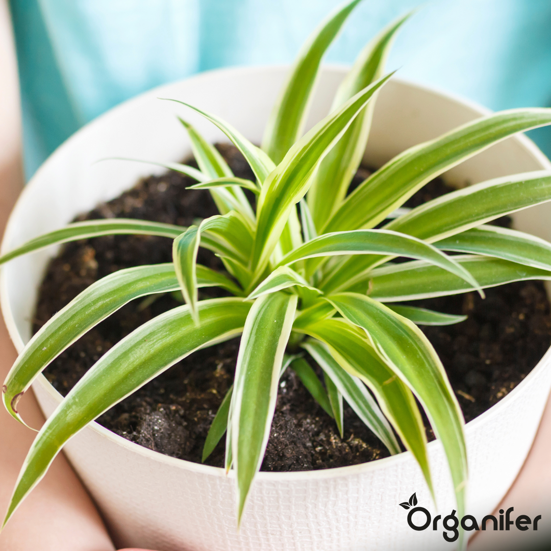 organifer-spider-plant-liquid-fertiliser_3