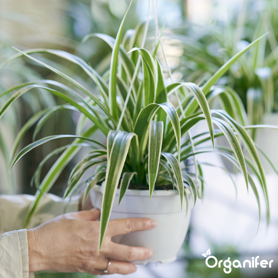 organifer-spider-plant-liquid-fertiliser_3
