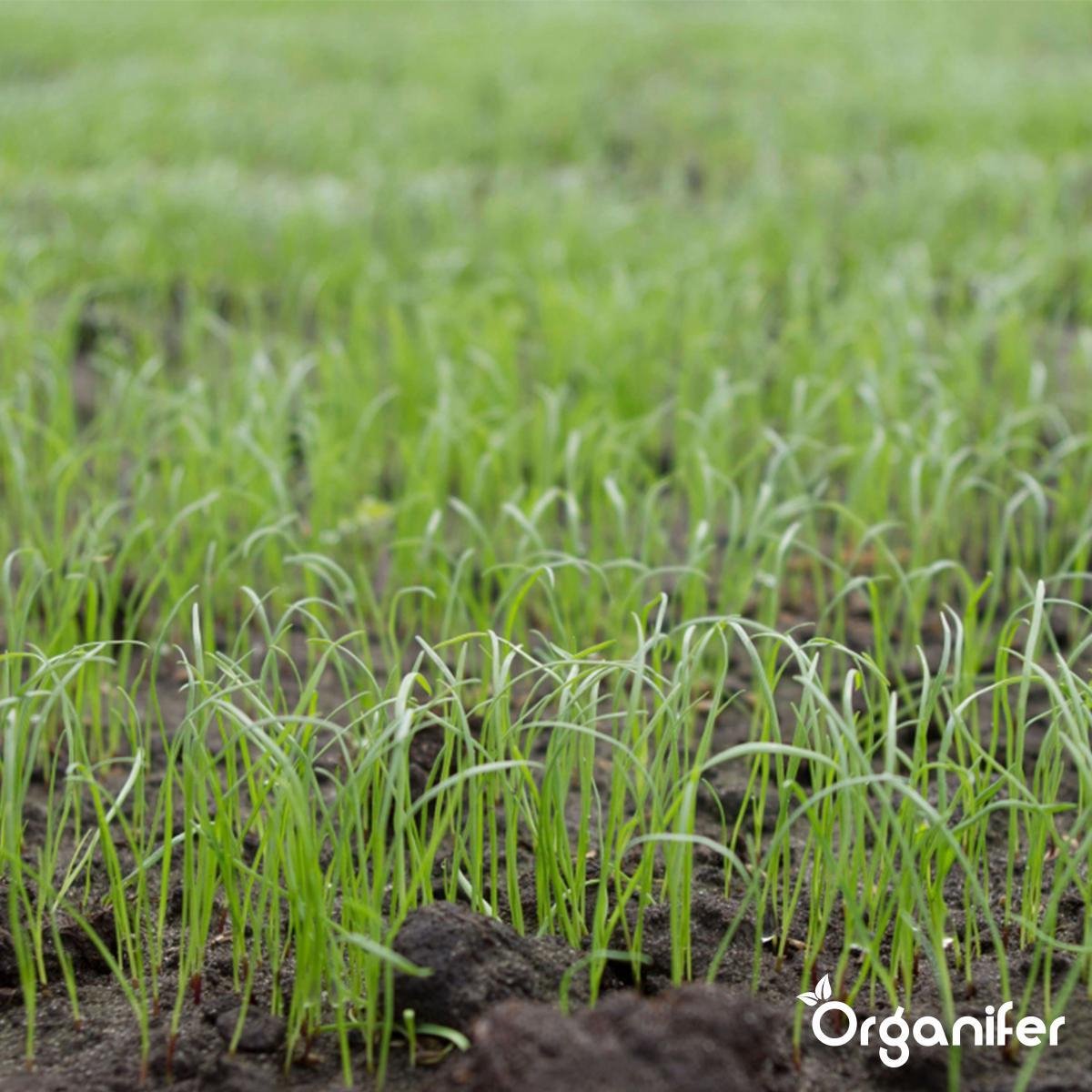 organifer-sports-and-play-lawn-seed-Resilien