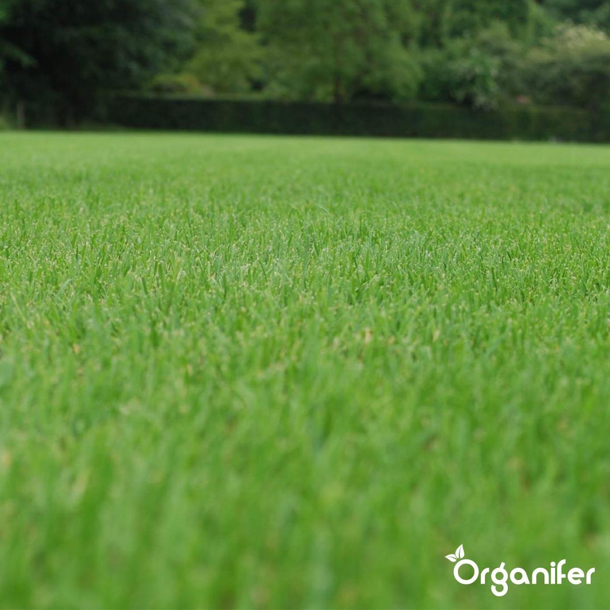 organifer-sports-and-play-lawn-seed-Resilient-before-after