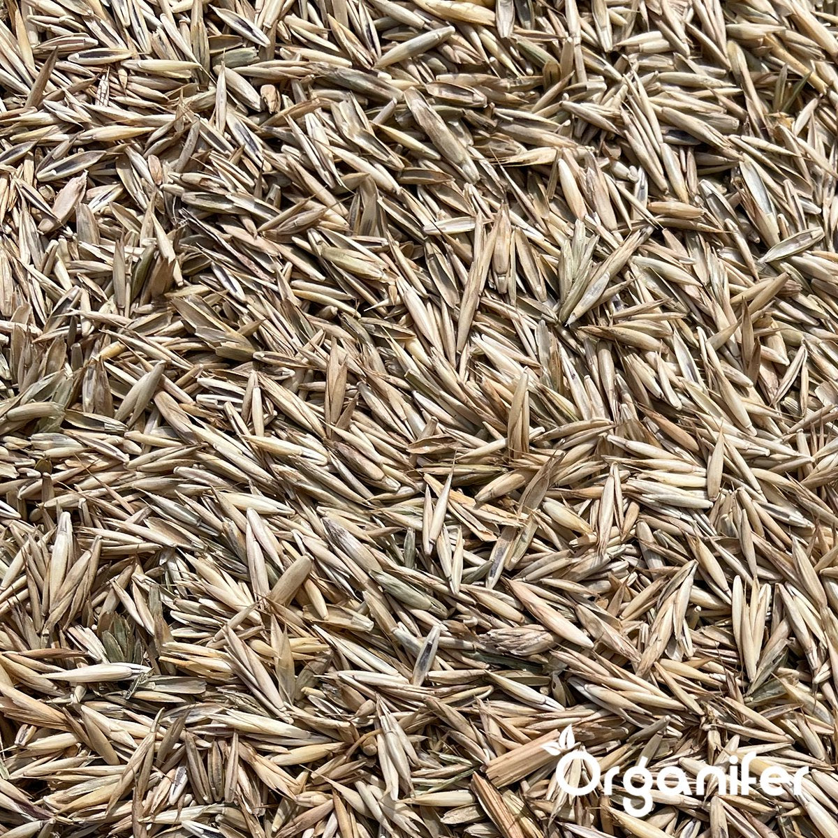 organifer-sports-and-play-lawn-seed-Resilient