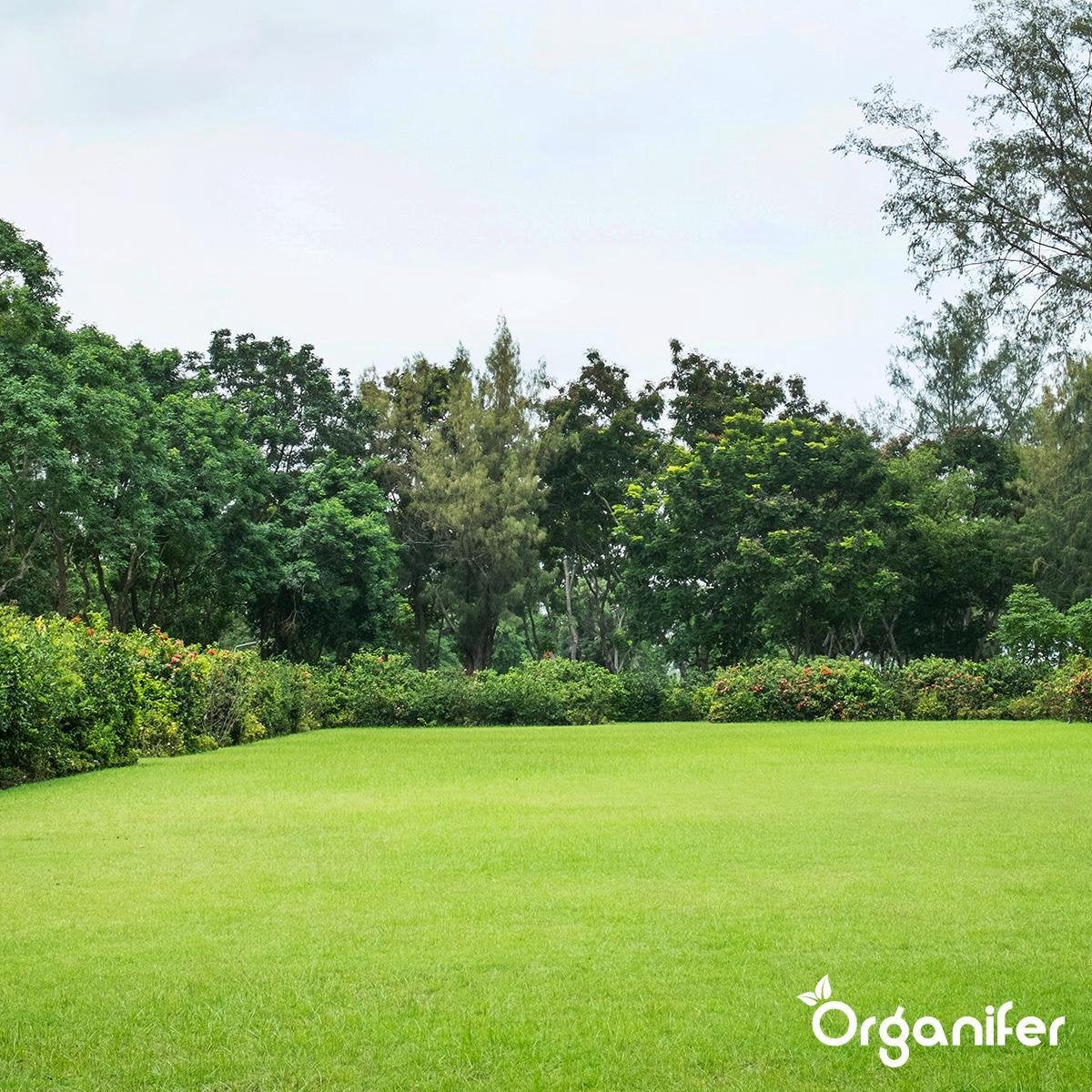 organifer-sports-and-play-lawn-seed-Resilient