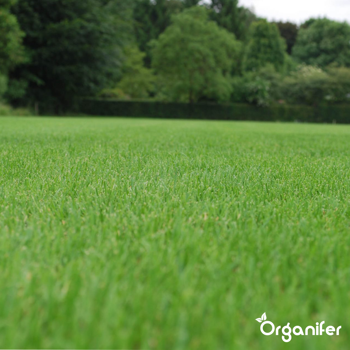 Organifer Sports and Play Lawn Seed - Resilient (5 kg for 250 m2) 8719958993945 10