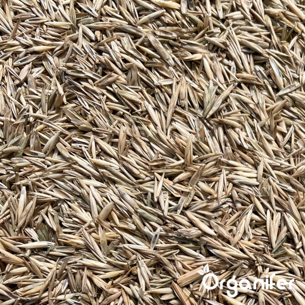 organifer-sports_and_play_lawn_seed_resilient