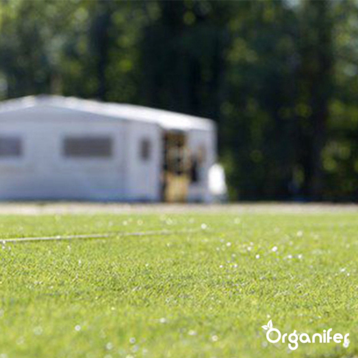 organifer-sports_and_play_lawn_seed_resilient