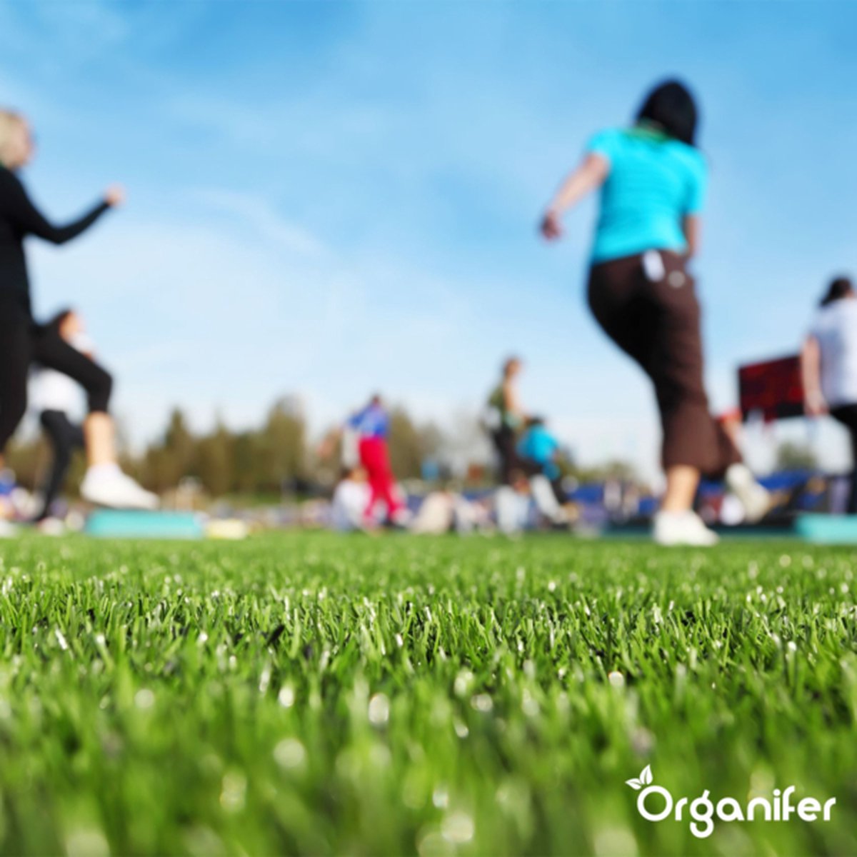 organifer-sports_and_play_lawn_seed_resilient