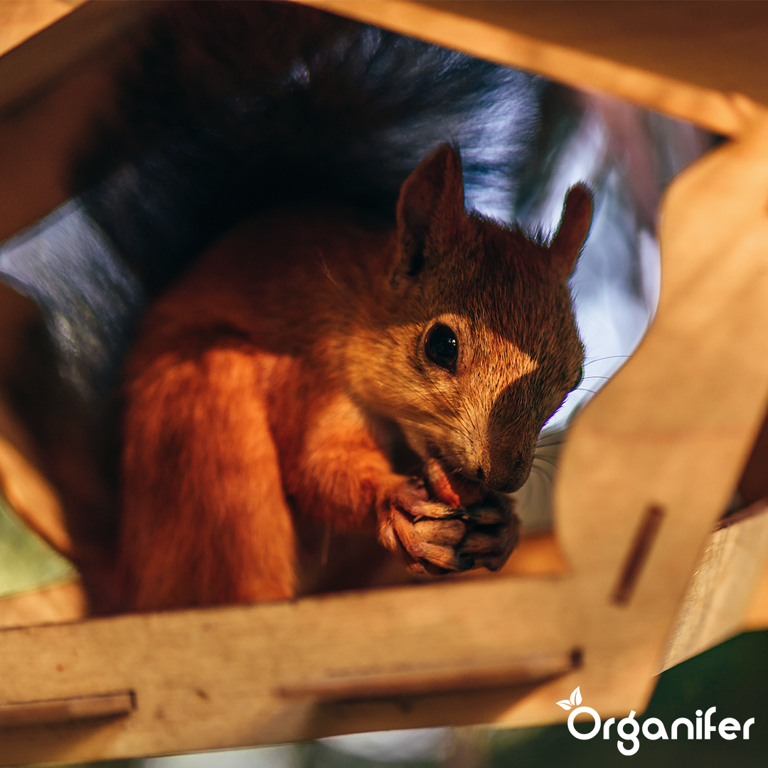 Organifer Squirrel Premium Feed - Natural Mix with Whole Nuts (10 kg) 8719958991460 7