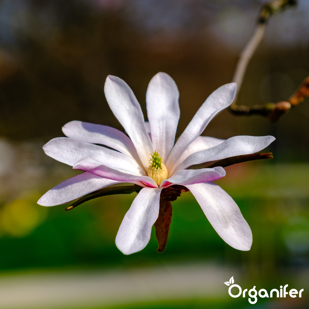 Organifer
