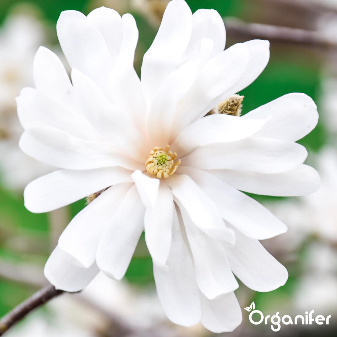 organifer-star-magnolia-liquid-fertiliser