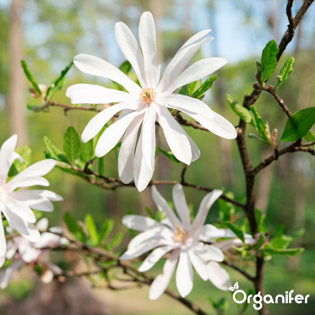 organifer-star-magnolia-liquid-fertiliser