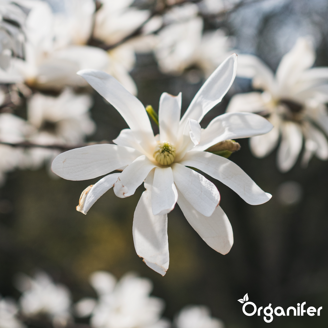 organifer-star-magnolia-liquid-fertiliser