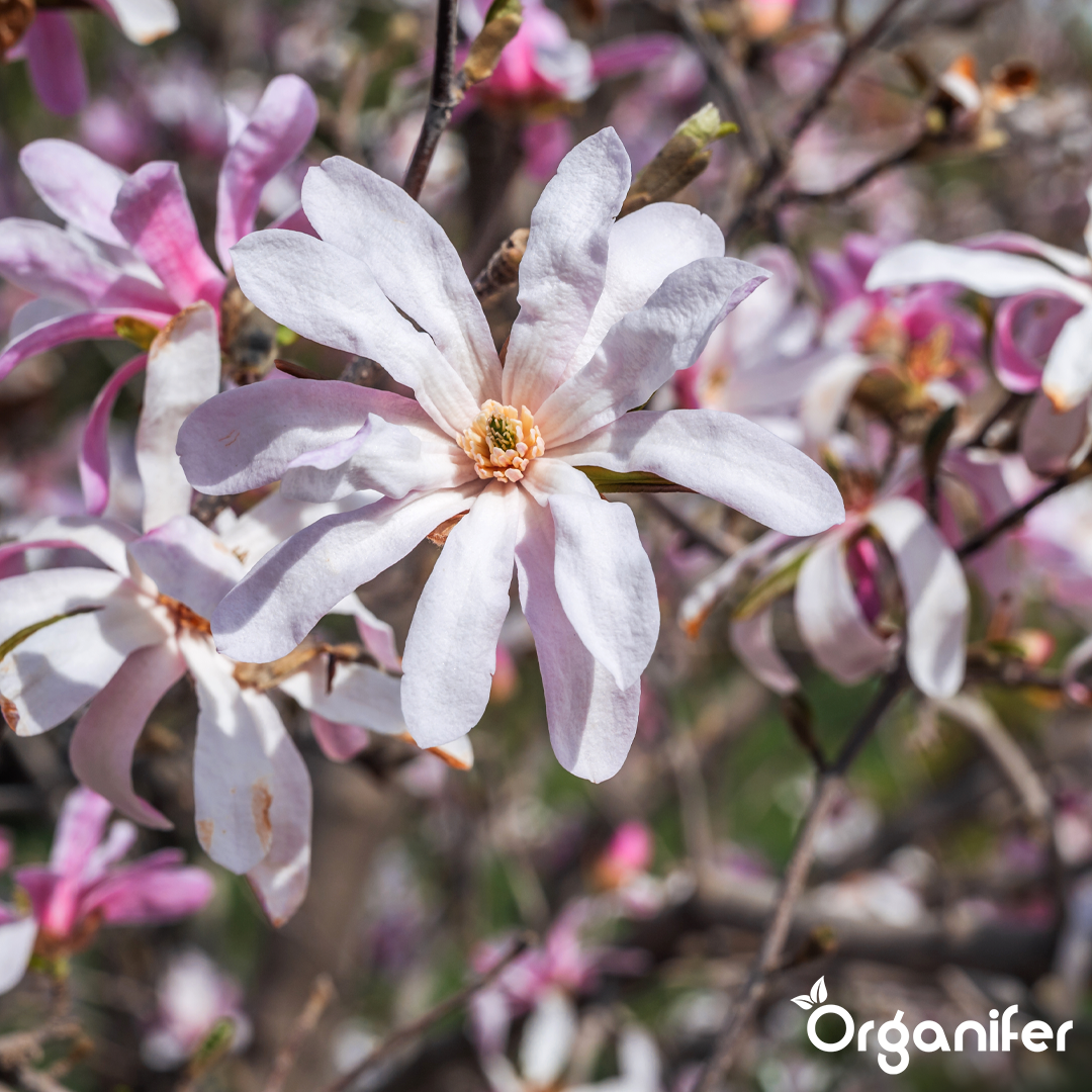 organifer-star-magnolia-liquid-fertiliser