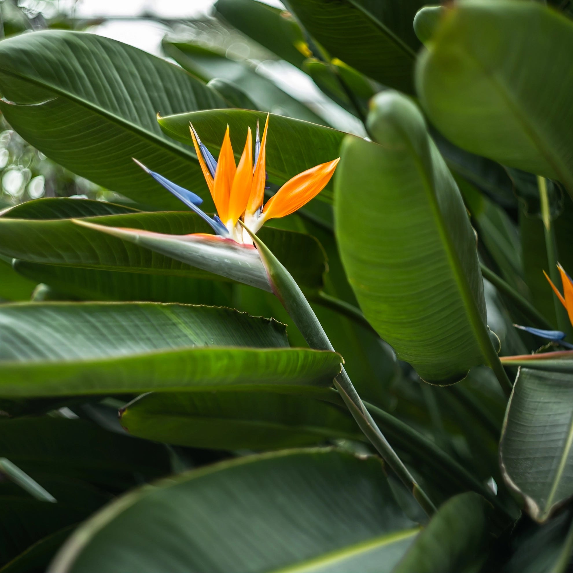 Améliore la fermeté des feuilles et la résistance à la déchirure