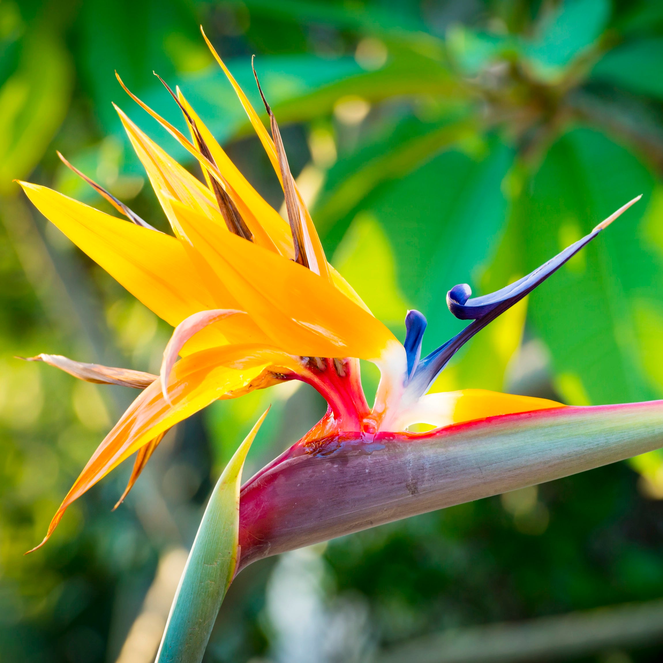 Favorise une croissance végétative vigoureuse