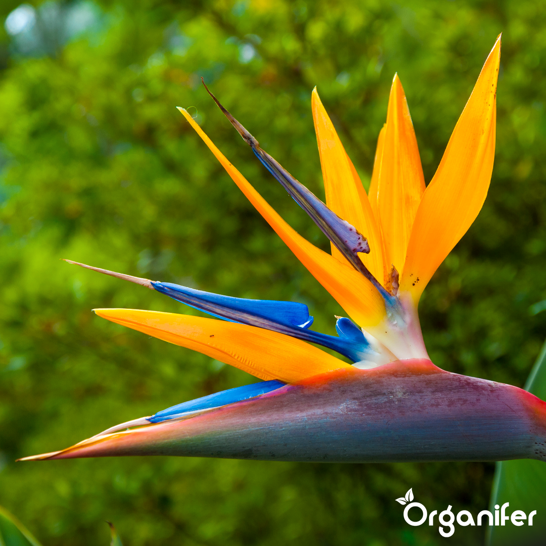 organifer-strelitzia-liquid-fertiliser